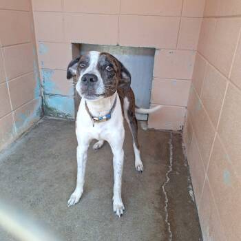 Rescue American Bulldog and Hound Dogs for Adoption in Gautier, Mississippi - Papa | PetCurious