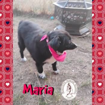 Rescue Australian Shepherd Dogs for Adoption in Red Lodge, Montana - Maria And Spring | PetCurious