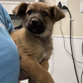 Shepherd Dogs Available for Adoption - Phoebe | PetCurious