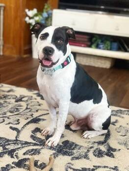 Panda the Perfect Doggy Pal -  Pit Bull Terrier and Labrador Retriever Dog for Adoption in Friendswood, Texas - Panda The Perfect Doggy Pal | PetCurious