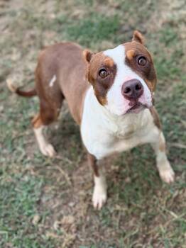 Rue -  Mixed Breed Dog for Adoption - Rue | PetCurious