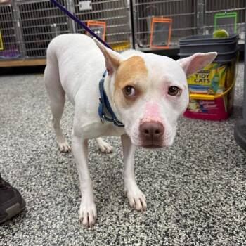 Mixed Breed Dogs Available for Adoption in Fredericksburg, Virginia - Vega | PetCurious