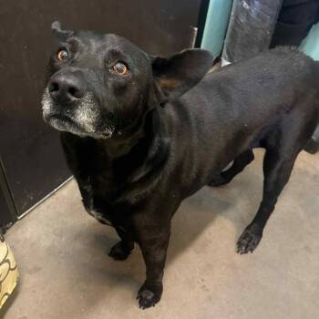 Rescue Mixed Breed Dogs for Adoption in Graham, Texas - Ringo | PetCurious