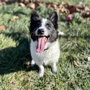 Rescue Pomeranian Dogs for Adoption in Waynesboro, Pennsylvania - Rocket | PetCurious