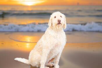 Rescue Poodle and Mixed Breed Dogs for Adoption in Sebastian, Florida - Loxi | PetCurious