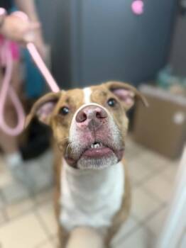Finn -  Pit Bull Terrier and Hound Dog for Adoption in Sebastian, Florida - Finn | PetCurious