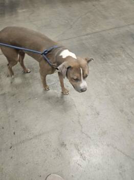 Chuck -  American Staffordshire Terrier Dog for Adoption in Glendale, Arizona - Chuck | PetCurious