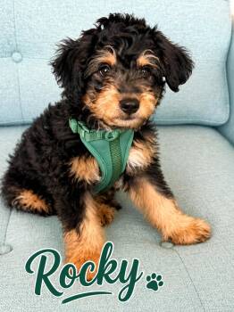ROCKY -  Mixed Breed Dog for Adoption in Palm Desert, California - ROCKY | PetCurious
