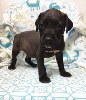 Rondel -  Weimaraner and Labrador Retriever Dog for Adoption in Clinton, South Carolina - Rondel | PetCurious