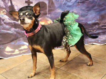 Rescue Miniature Pinscher Dogs for Adoption in Apple Valley, California - Glimmer | PetCurious