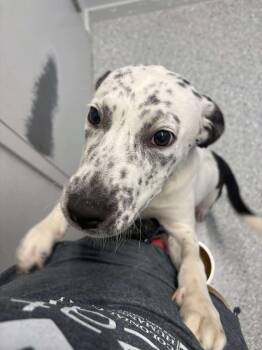 Rescue Cattle Dog Dogs for Adoption in New Bern, North Carolina - Annie | PetCurious