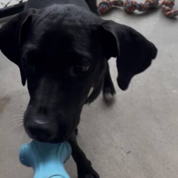 Dale -  Black Labrador Retriever and Hound Dog for Adoption in Clearwater, Florida - Dale | PetCurious