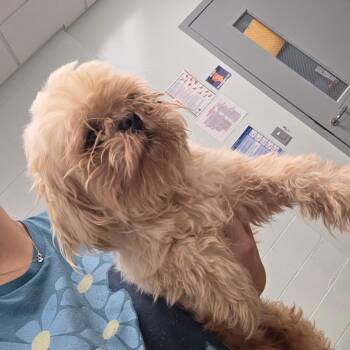 Bonnie -  Shih Tzu Dog for Adoption in Chattanooga, Tennessee - Bonnie | PetCurious