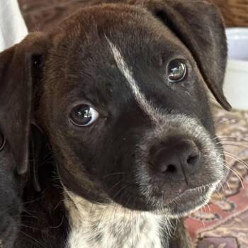 Ross -  Black Labrador Retriever and Hound Dog for Adoption in Water Valley, Mississippi - Ross | PetCurious