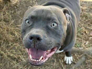 CHEESEBURGER -  Pit Bull Terrier Dog for Adoption in Tulsa, Oklahoma - CHEESEBURGER | PetCurious