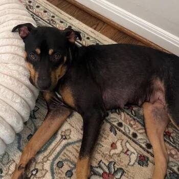 Chloe -  Rottweiler and Mixed Breed Dog for Adoption in Polk, Ohio - Chloe | PetCurious
