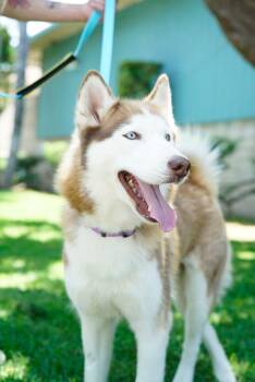 Rescue Husky Dogs for Adoption in Pasadena, California - Luna | PetCurious