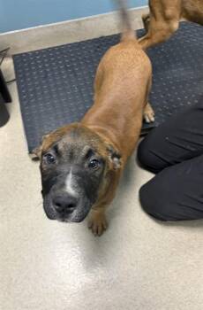 XENA -  Mixed Breed Dog for Adoption in Newton, North Carolina - XENA | PetCurious