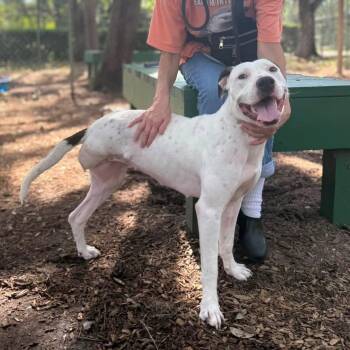 Lady -  American Bulldog Dog for Adoption in St. Augustine, Florida - Lady | PetCurious