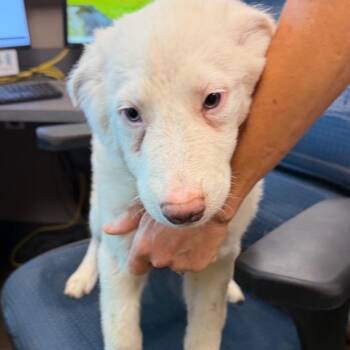 James Madison -  Australian Shepherd and Great Pyrenees Dog for Adoption in Norman, Oklahoma - James Madison | PetCurious