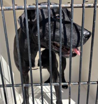 Pit Bull Terrier Dogs Available for Adoption - BENSON | PetCurious