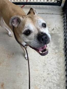 Mother Goose-adopted! -  Mixed Breed Dog for Adoption in Atlanta, Georgia - Mother Goose-adopted! | PetCurious