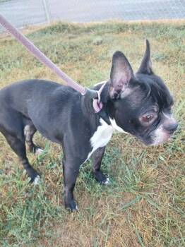 Googles -  Boston Terrier Dog for Adoption in Aurora, Illinois - Googles | PetCurious