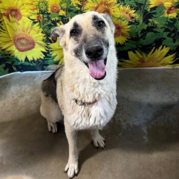 German Shepherd Dog Dogs Available for Adoption in Eureka Springs, Arkansas - Kairi | PetCurious