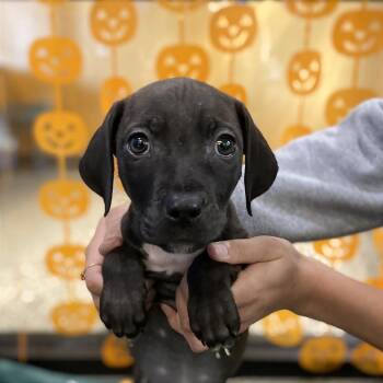 Cara -  Retriever and Terrier Dog for Adoption in Cheyenne, Wyoming - Cara | PetCurious