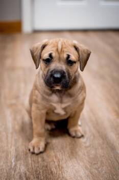 Labrador Retriever and Shepherd Dogs Available for Adoption in Frankfort, New York - Barley | PetCurious