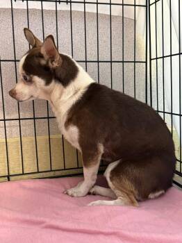 Chihuahua Dogs Available for Adoption in New Braunfels, Texas - Coyoto Soto | PetCurious