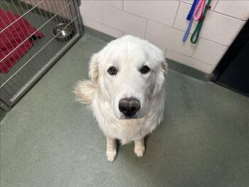 Mixed Breed Dogs Available for Adoption in Santa Fe, New Mexico - CLIFFORD | PetCurious