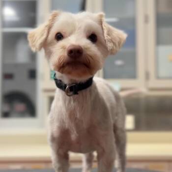 Sayla -  Mixed Breed Dog Available for Adoption in Los Angeles, California - Sayla | PetCurious