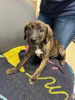 Snicker -  Terrier Dog for Adoption in Hopkinsville, Kentucky - Snicker | PetCurious