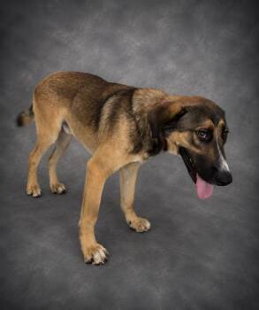 THEO -  German Shepherd Dog and Mixed Breed Dog for Adoption in Winter Haven, Florida - THEO | PetCurious