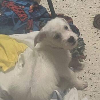 Anubis Finch -  Terrier and Mixed Breed Dog for Adoption in Broken Arrow, Oklahoma - Anubis Finch | PetCurious