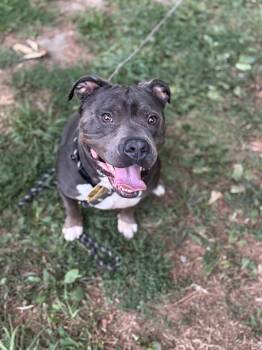 Rescue American Bulldog Dogs for Adoption in Vassalboro, Maine - Molly | PetCurious