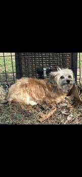 Havanese Dogs Available for Adoption - Simon  | PetCurious