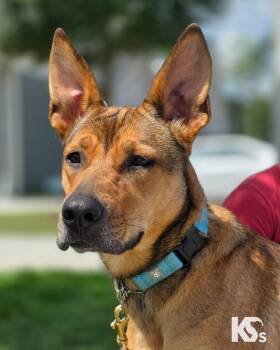 Puma -  German Shepherd Dog and Black Mouth Cur Dog for Adoption - Puma | PetCurious