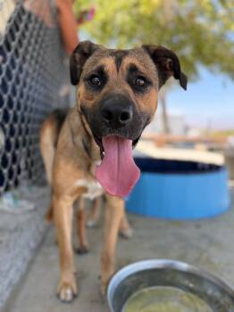 Butch Cassidy -  Shepherd Dog for Adoption in Twentynine Palms, California - Butch Cassidy | PetCurious