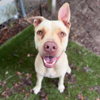 Binky -  Mixed Breed Dog for Adoption in Milton, Florida - Binky | PetCurious