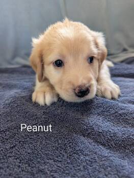Peanut (black) - Gavi -  Retriever Dog for Adoption in Lakeland, Florida - Peanut (black) - Gavi | PetCurious