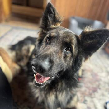 Rip 3/29/2026 -  German Shepherd Dog Dog for Adoption in Van Horne, Iowa - Rip 3/29/2026 | PetCurious