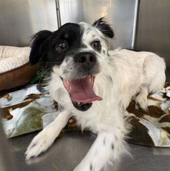 Chihuahua Dogs Available for Adoption in Sioux City, Iowa - Oreo | PetCurious