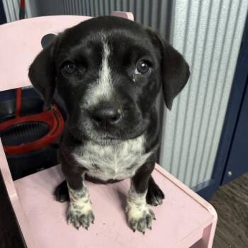 Halo -  Retriever Dog for Adoption in Parrish, Alabama - Halo | PetCurious