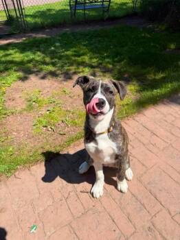 LD3 Zoey -  Terrier and Mixed Breed Dog for Adoption in Ashland, Wisconsin - LD3 Zoey | PetCurious