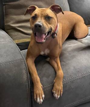 Reux -  Mixed Breed Dog for Adoption in Rochester, New York - Reux | PetCurious