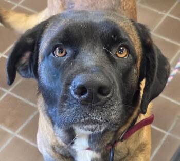 Mayla -  Mastiff and Labrador Retriever Dog for Adoption in Olean, New York - Mayla | PetCurious