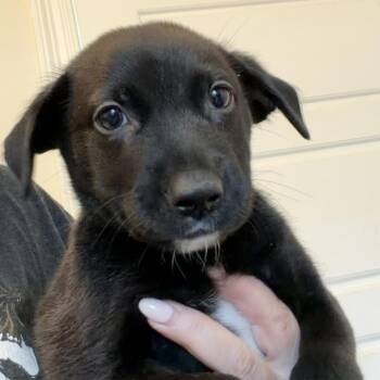 Paddington Bear -  Belgian Shepherd Malinois and Black Mouth Cur Dog for Adoption in New Orleans, Louisiana - Paddington Bear | PetCurious
