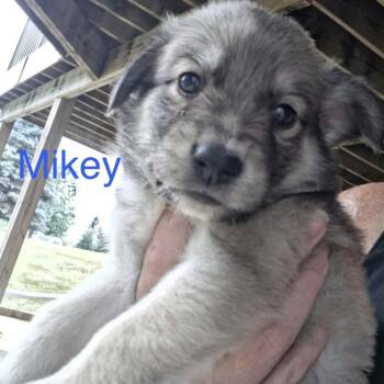 Mikey -  German Shepherd Dog and Husky Dog for Adoption - Mikey | PetCurious